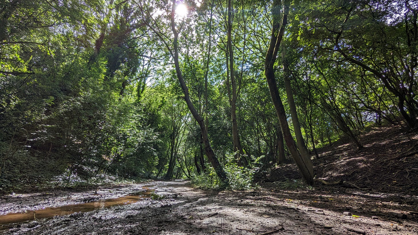A muddy path leads into a group of trees with summertime foliage