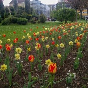 Banja Luka Tulip Banja Luka Tulip