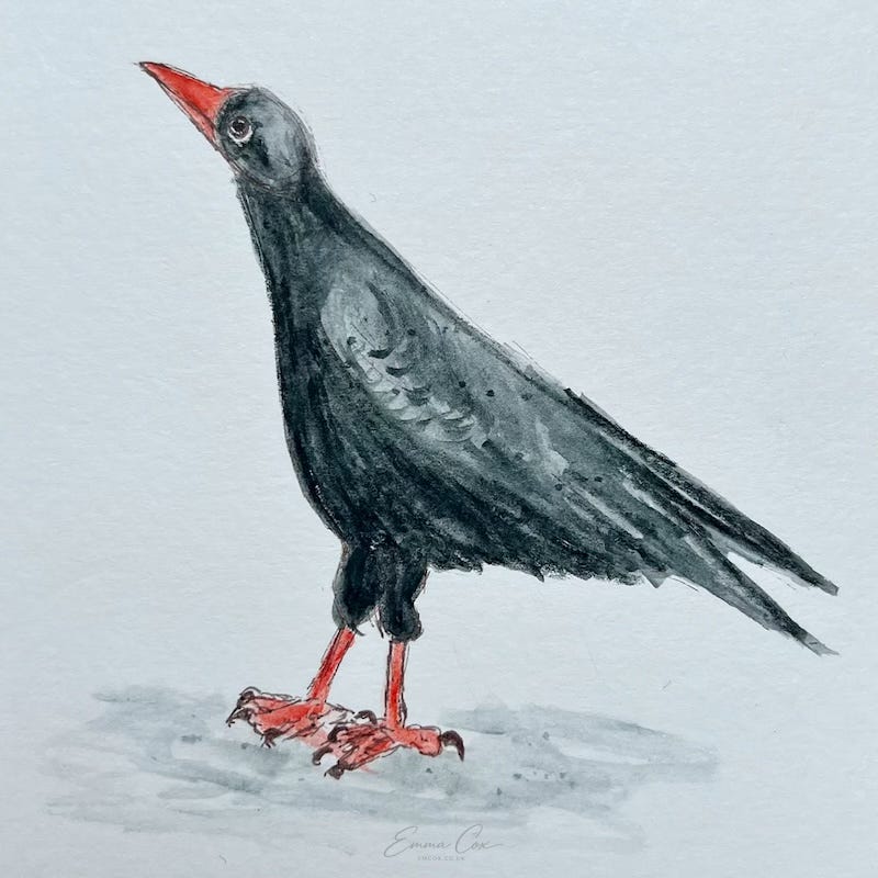 A watercolour illustration of a chough - a covid with black feathers and red beak and legs