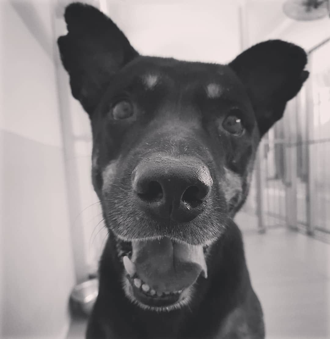 Uncle Khoe's K9