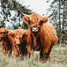 Radical Farm: Animals, Food and Our Future 