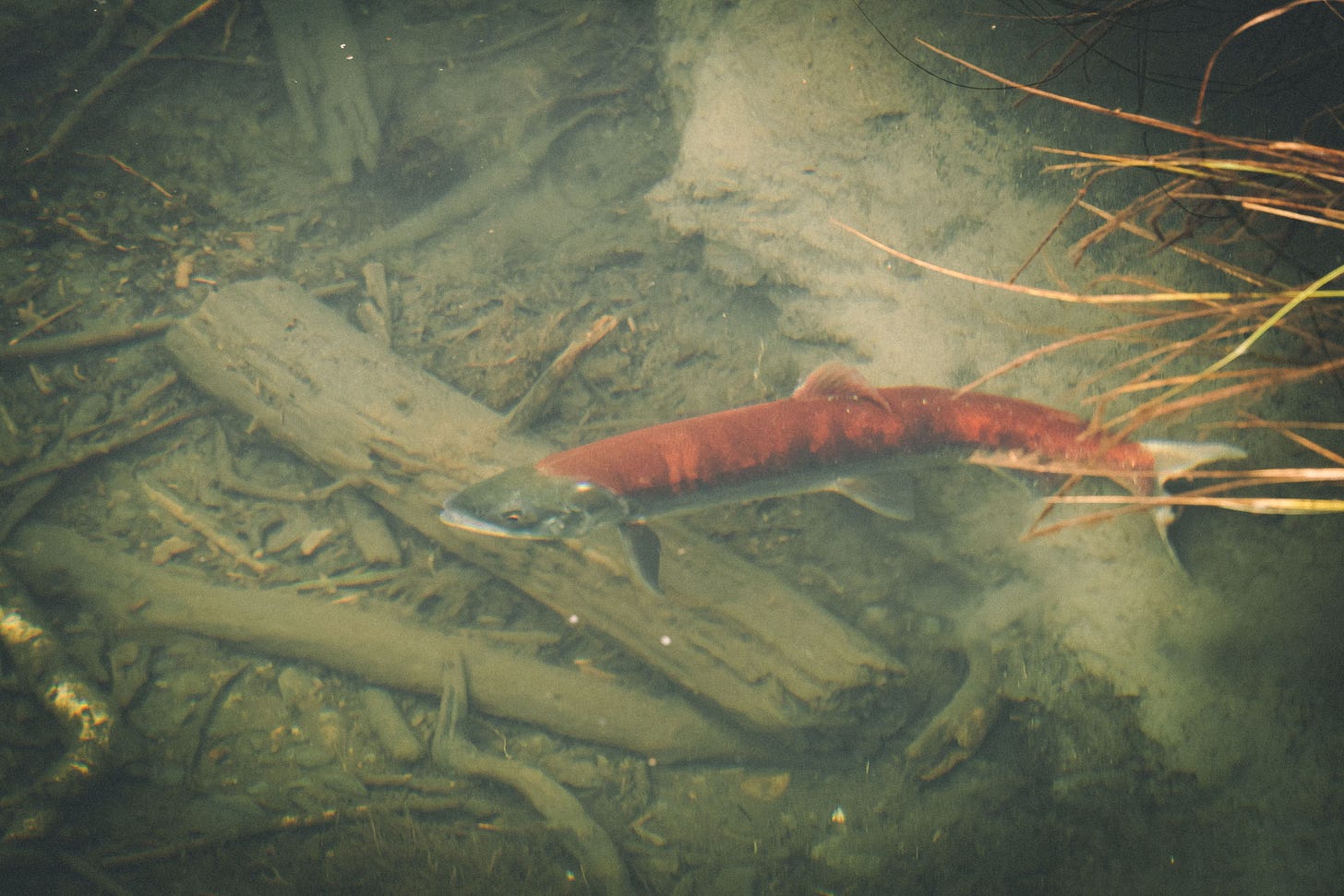 Red salmon spawning in the Eagle River Valley.