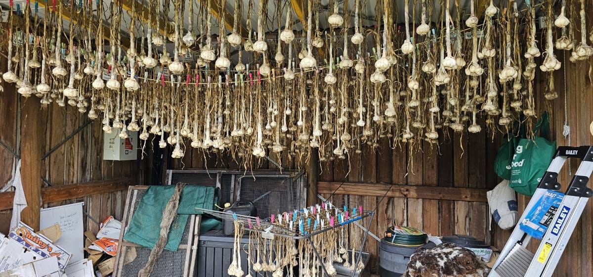 drying garlic