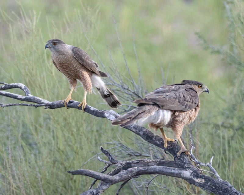 20250626-BoxCanyon-208-Edit.jpg 20250626-BoxCanyon-208-Edit.jpg