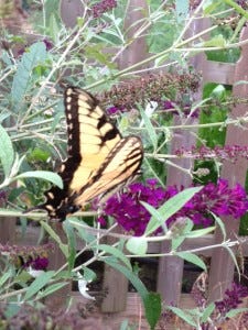 Eastern Tiger Swallowtail, photo by CGIOS Eastern Tiger Swallowtail, photo by CGIOS