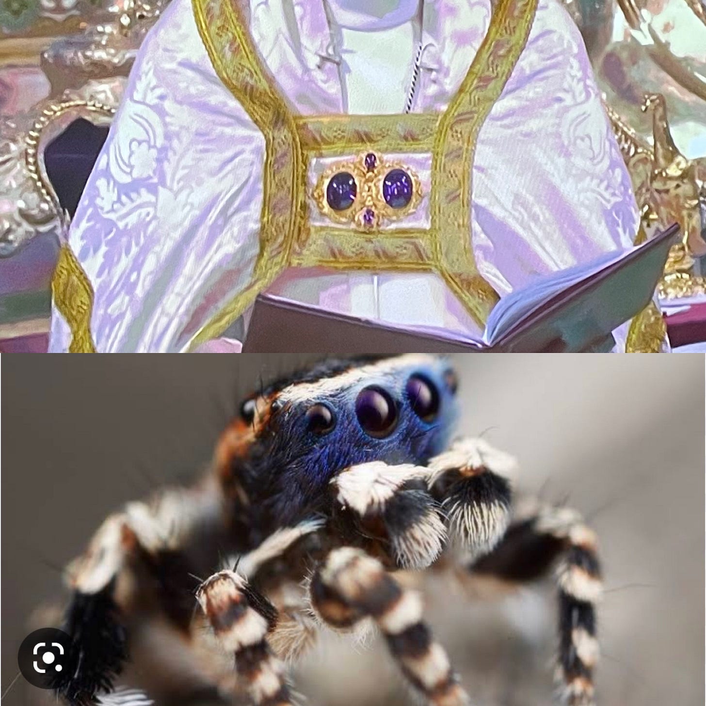 photo of the Archbishop of Canterbury's vestments, including two large stones resembling eyes in the centre, above a shot of a cute furry spider with big eyes not unlike the Archbishop's jewels photo of the Archbishop of Canterbury's vestments, including two large stones resembling eyes in the centre, above a shot of a cute furry spider with big eyes not unlike the Archbishop's jewels