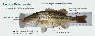 Alabama Bass | NC Wildlife