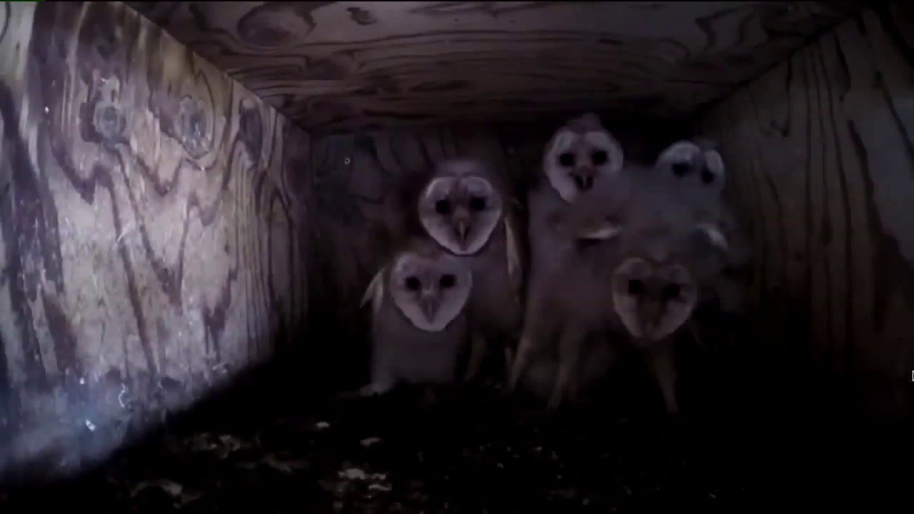 'Creepy Cool' Barn Owlets Caught on Camera