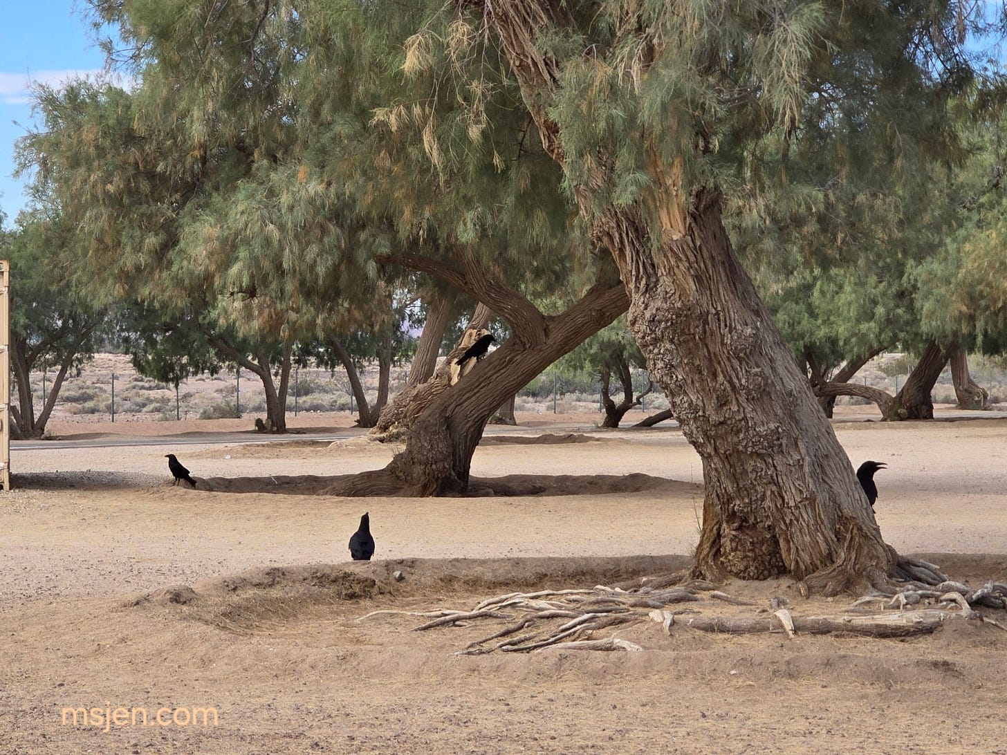 Ravens at the I-40 Eastbound rest stop. Four large black ravens peeping around and curiously inspecting a few old desert ironwood trees. Ground is all sand and packed dirt, no grass. Photo taken by Jenifer Hanen, msjen.com, on Fri. March 27, 2026 in Eastern California.
