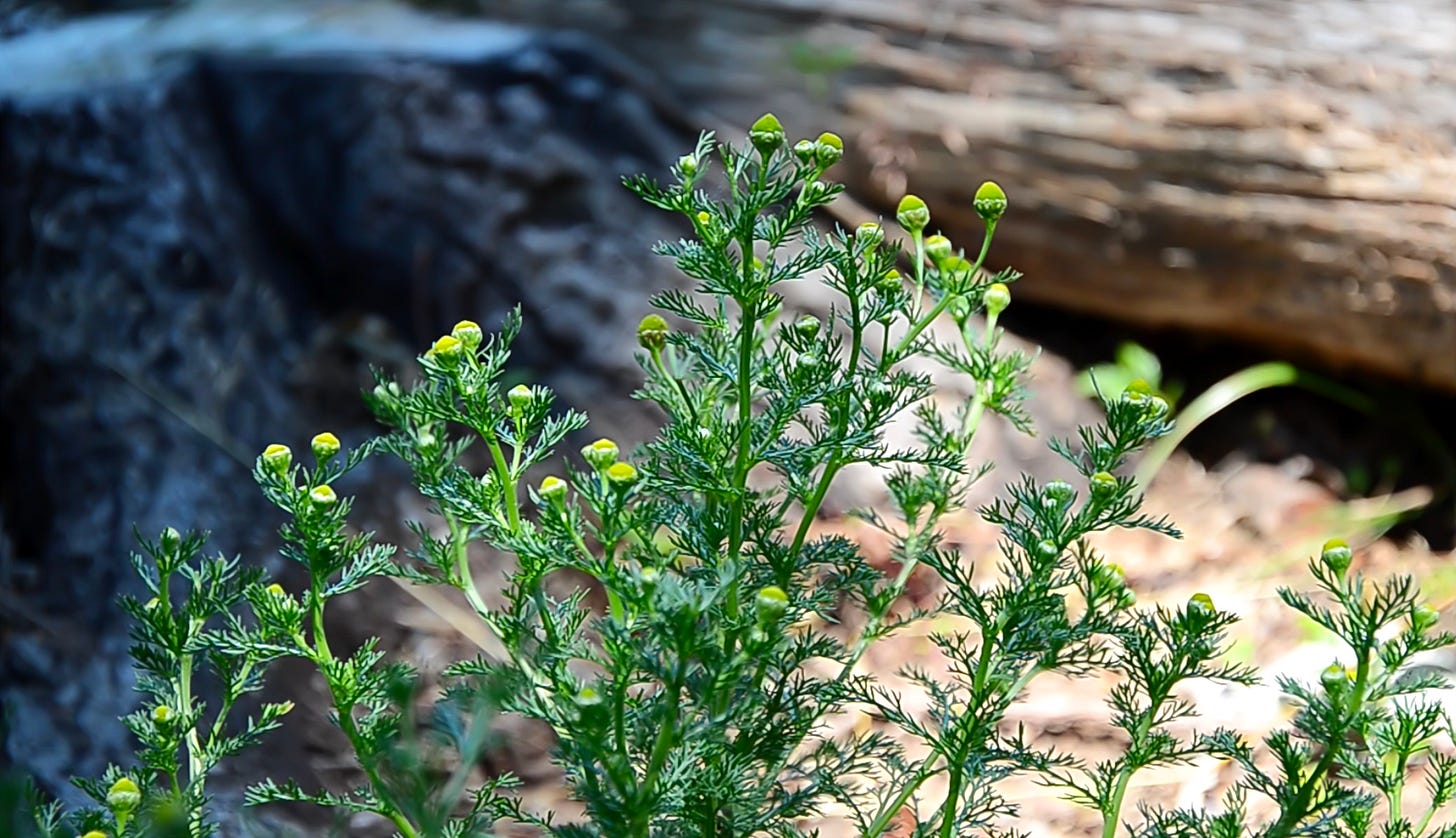 A pineappleweed plant, a variety of wild chamomile, grows along the forest edge.