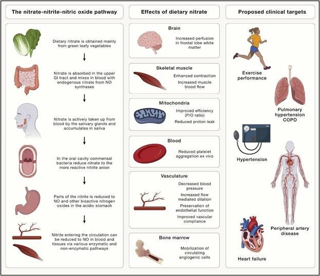 effects of dietary nitrate effects of dietary nitrate