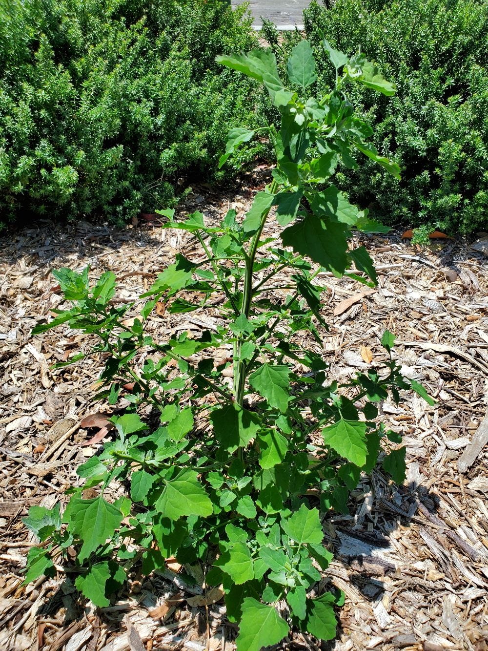 Chenopodium album [plant] 20221214_125231 sml.jpg
