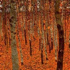 Metaphors Think for Us