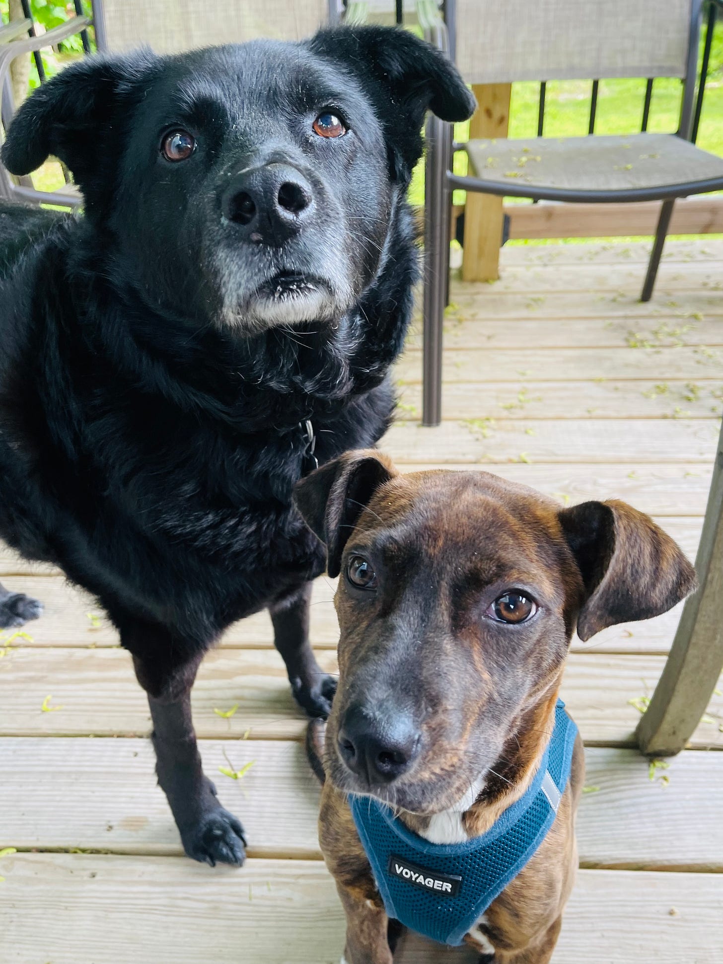 Two dogs on a back deck close to each other Two dogs on a back deck close to each other