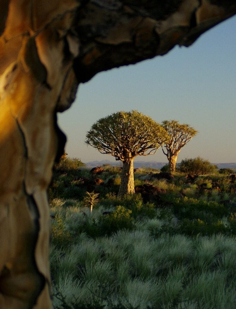 Quiver trees face extinction due to climate change