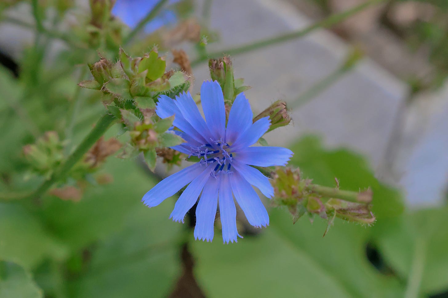 chicory flowers growing in a garden chicory flowers growing in a garden