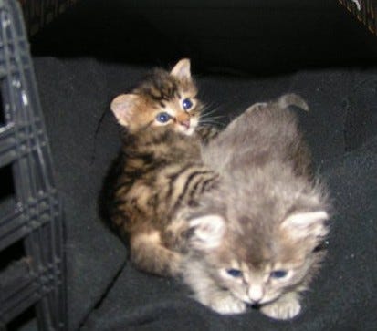 Fleas on young kittens Fleas on young kittens