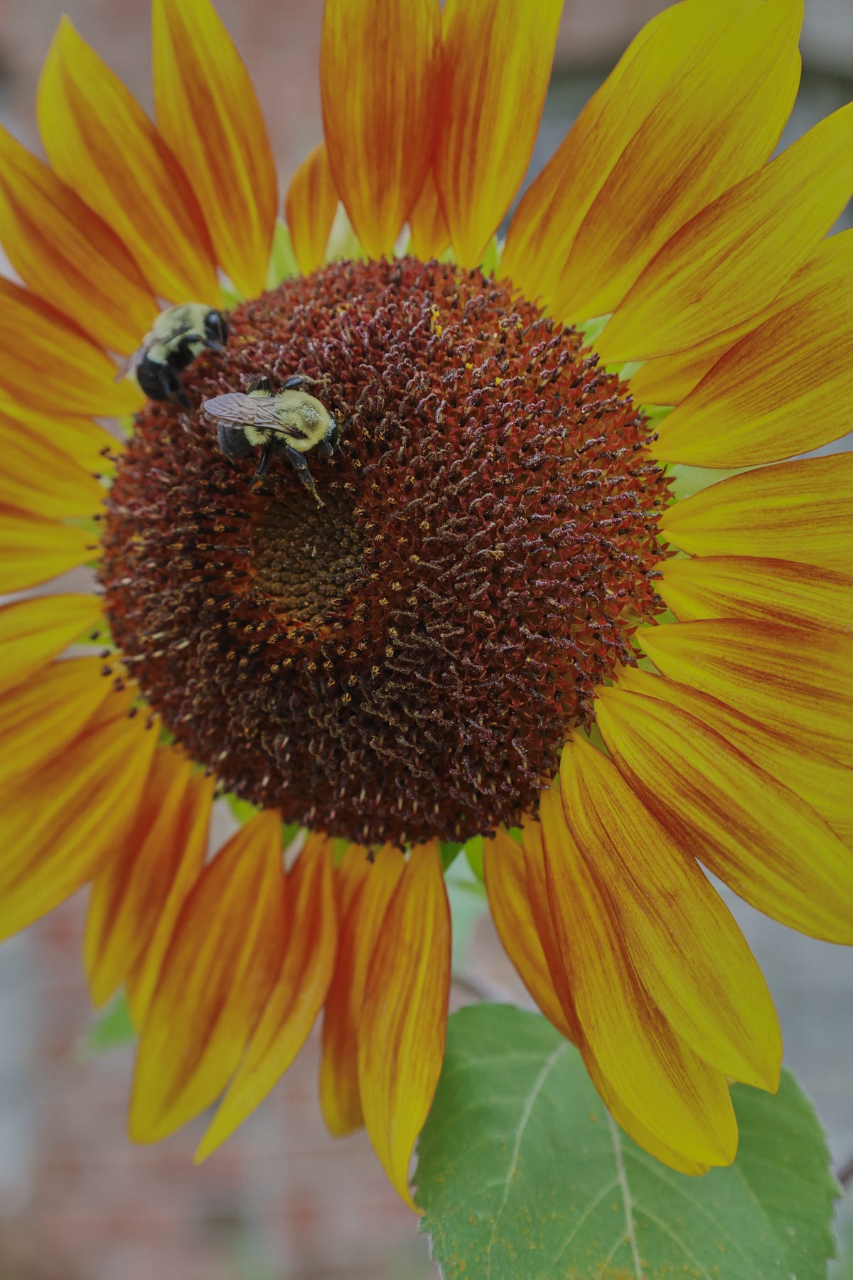 sunflower bloom with bees