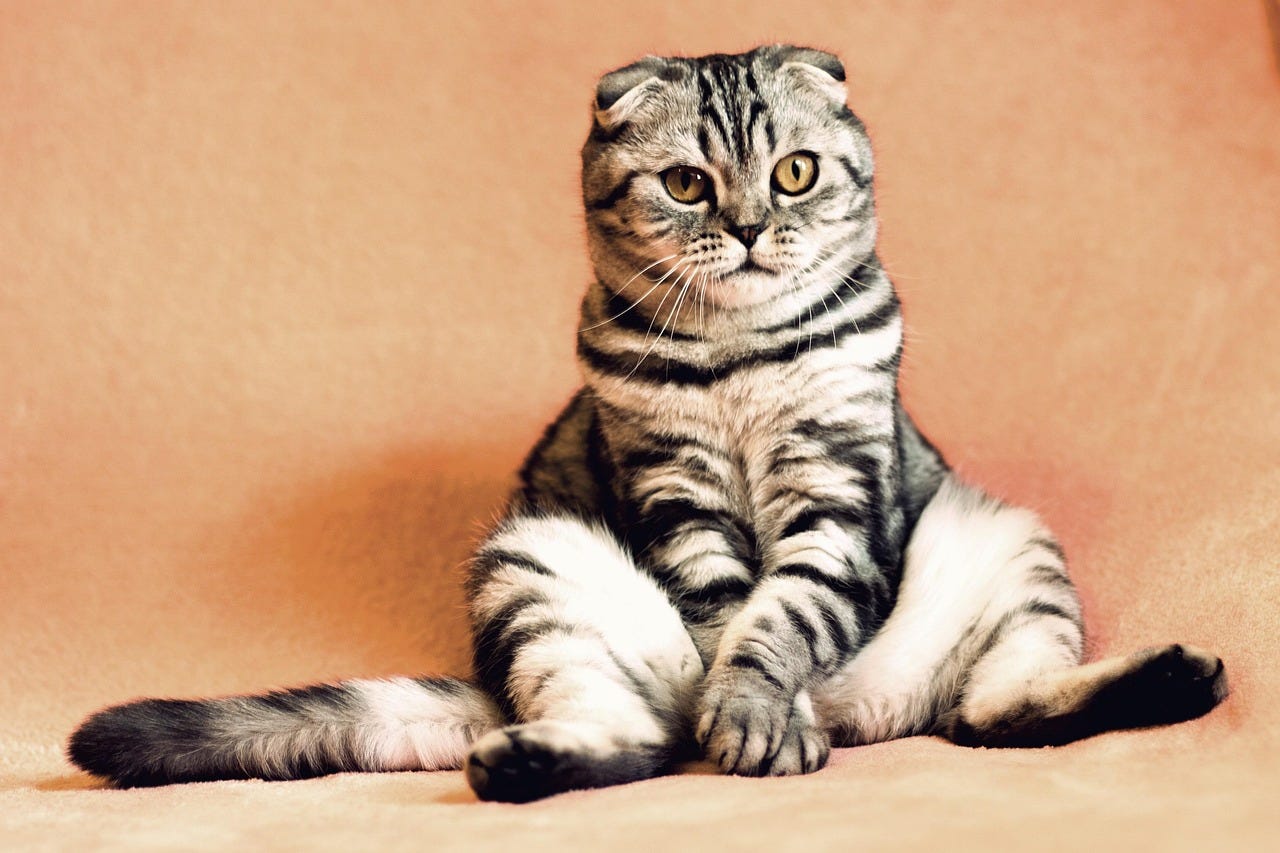 anxious cat sitting alone