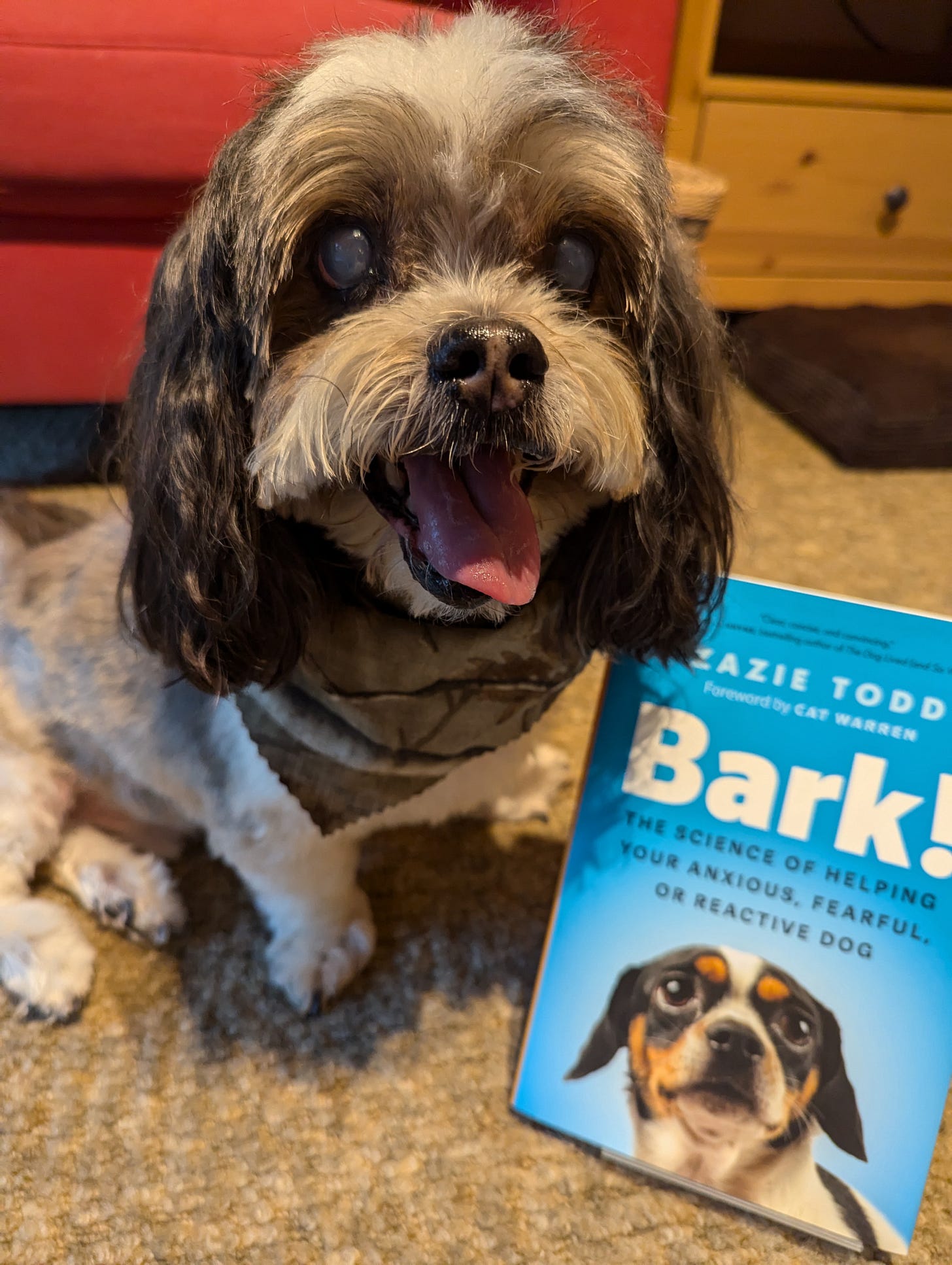 A Senior Shih Tzu sits next to a copy of the book Bark! which has a blue cover with a cute Chihuahua