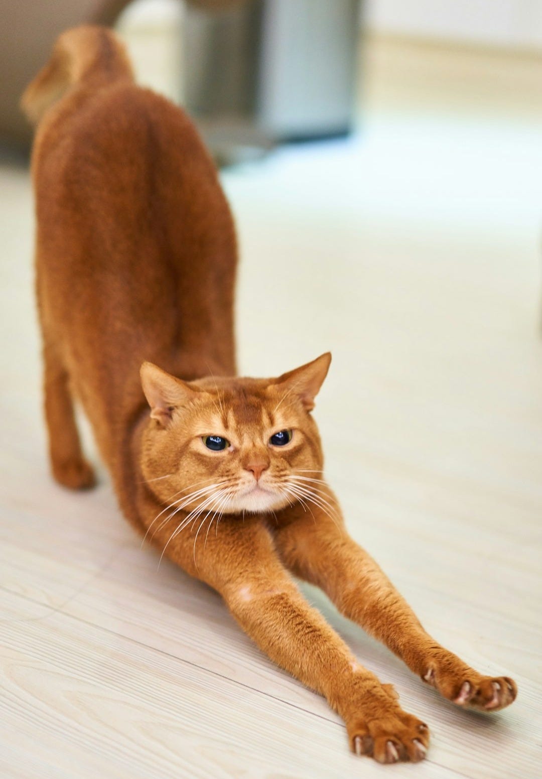 orange cat stretching on white surface