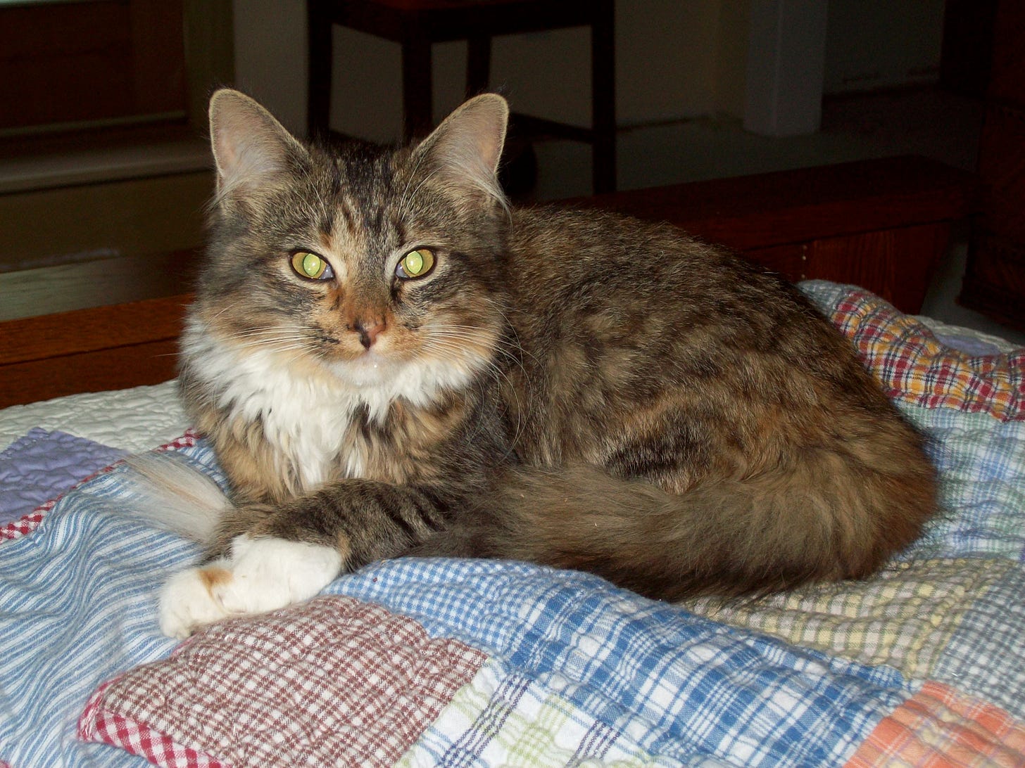 Zoey at about three months; a calico kitten sitting on a patchwork quilt. Zoey at about three months; a calico kitten sitting on a patchwork quilt.