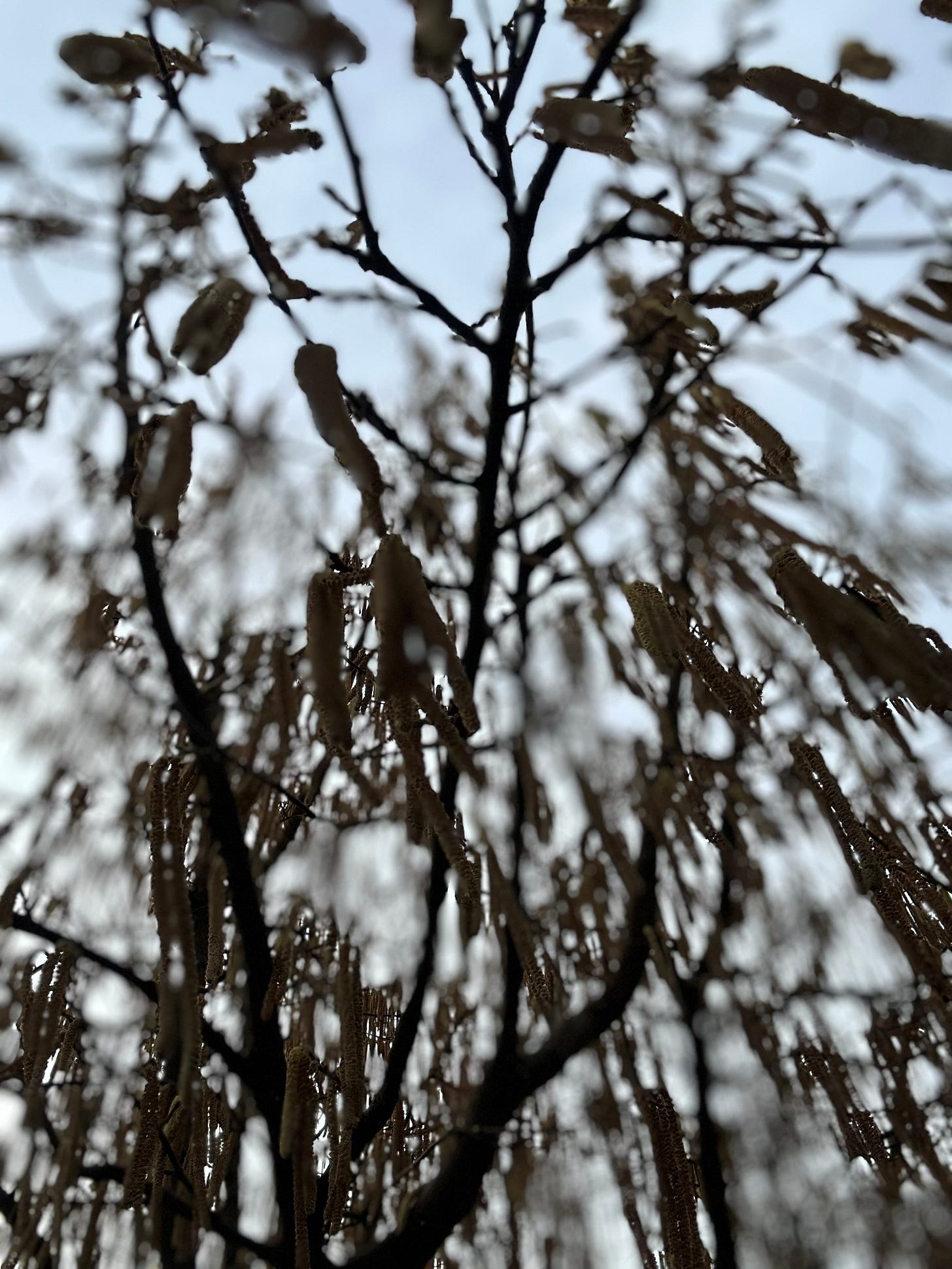 A close-up view from below of dry hazelnut branches in winter