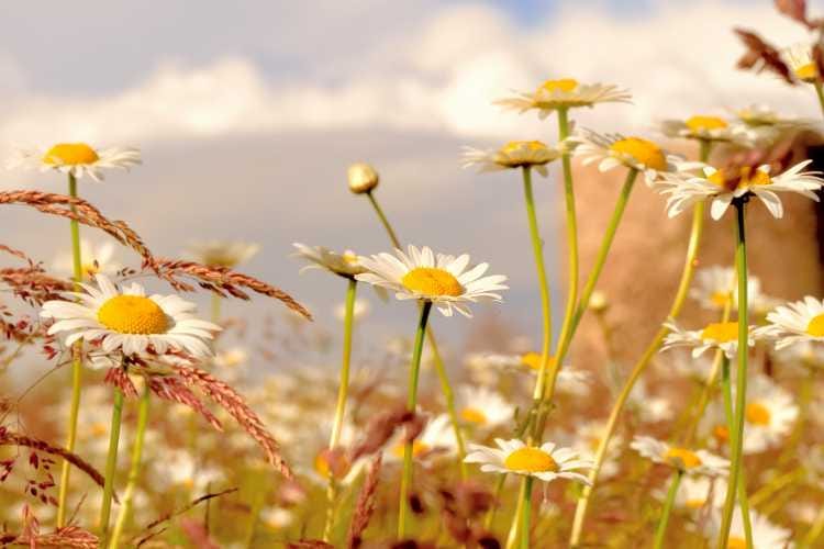 Marguerites Marguerites
