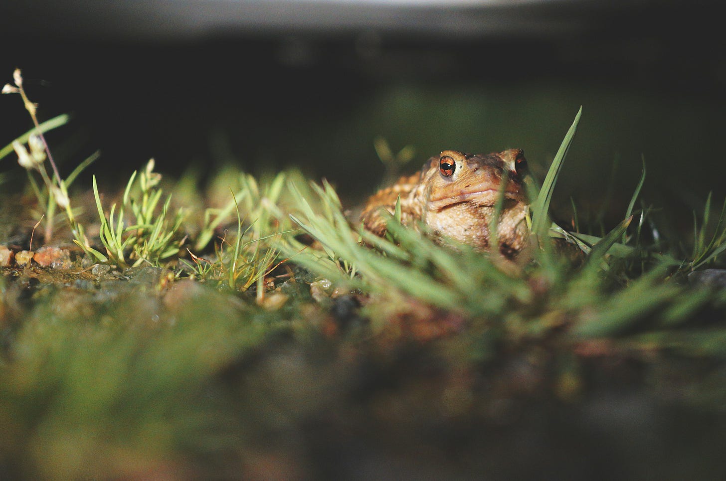 Cain Toad in the grass, Belize Cain Toad in the grass, Belize