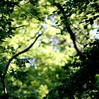 Waldeinsamkeit #1 – der Newsletter aus dem Waldhäuschen