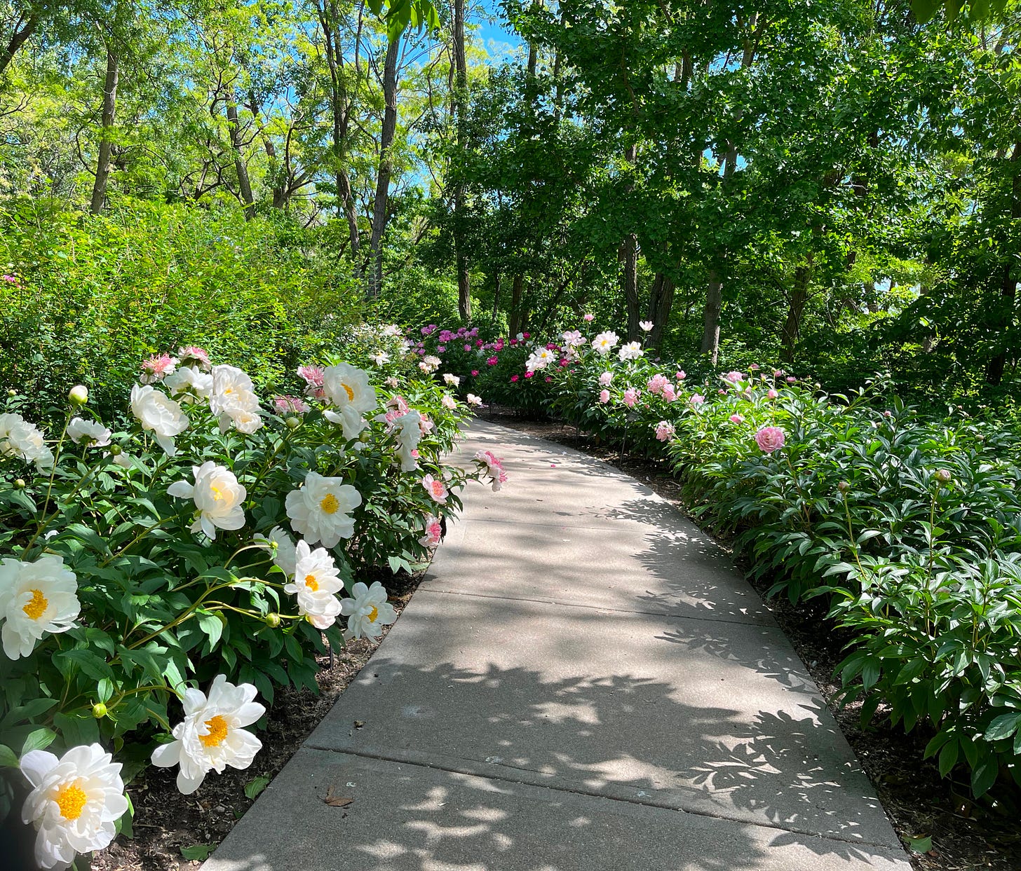 A path winds through blooming flowers under blue sky