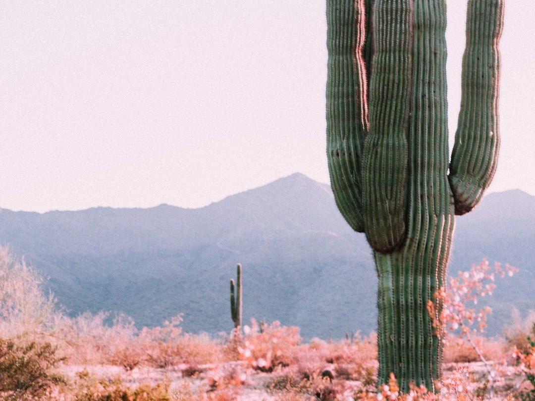 cactus plant beside orange leafed plant