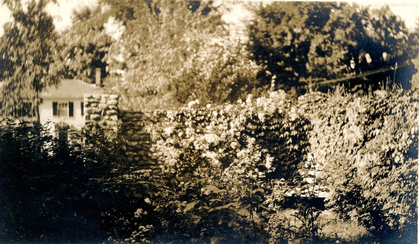plants behind a rock wall