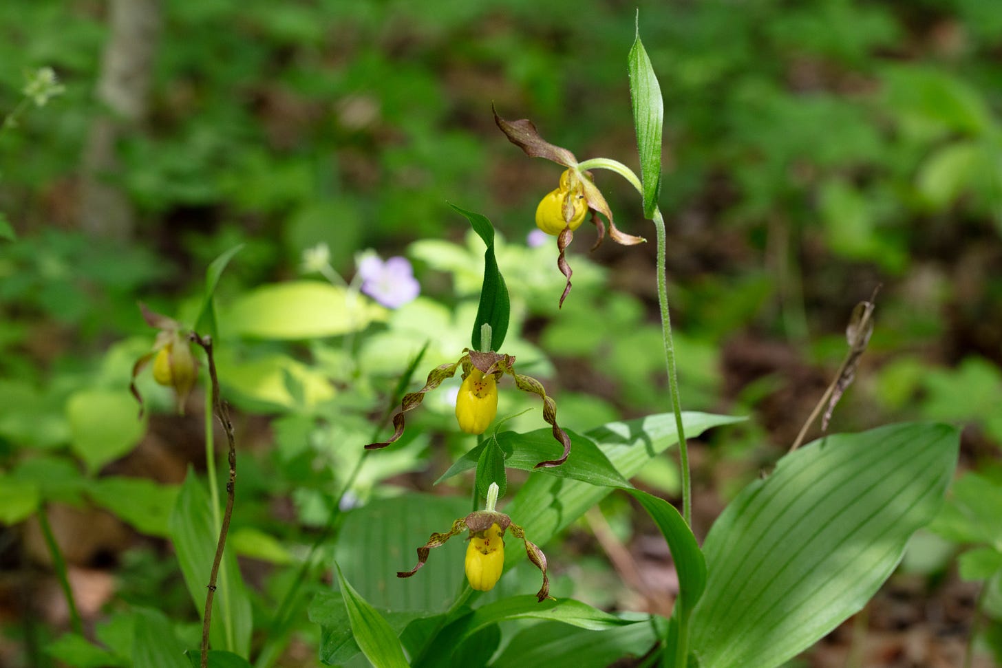 A yellow lady's slipper orchid with three yellow flowers, with twisting reddish-brown petals (that look like tendrils) on either side of the bright yellow labellum, which resembles a flat shoe. The plant has many big green leaves with prominent parallel veins. One orchid is in soft focus in the background and some purple geranium flowers are also in soft focus in the background. A yellow lady's slipper orchid with three yellow flowers, with twisting reddish-brown petals (that look like tendrils) on either side of the bright yellow labellum, which resembles a flat shoe. The plant has many big green leaves with prominent parallel veins. One orchid is in soft focus in the background and some purple geranium flowers are also in soft focus in the background.