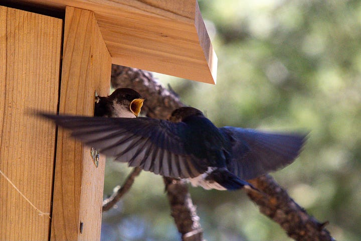 a violet green swallow hatchling being fed by its parent from a nesting box