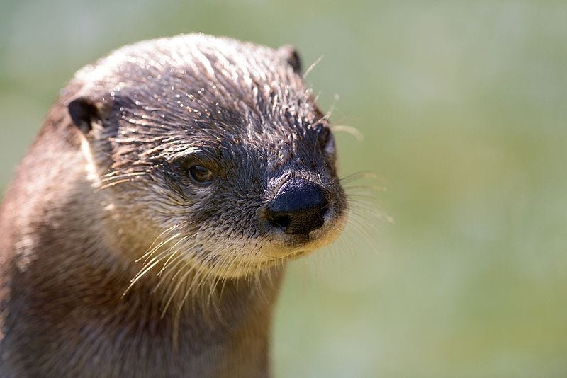 A face photo of a ridiculously photogenic river otter. Its fur is moist, and its eyes are staring right into the camera. A face photo of a ridiculously photogenic river otter. Its fur is moist, and its eyes are staring right into the camera.