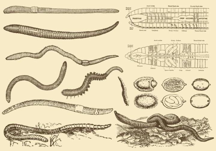 earthworm,worm,sketch,pest,segmented,slug,vector,drawing,moth,invertebrate,centipede,crawl,small,illustration,biology,garden,design,tentacle,fauna,education,stripe,vintage,tubular,background,silhouette,wild,wildlife,isolated,natural,spring
