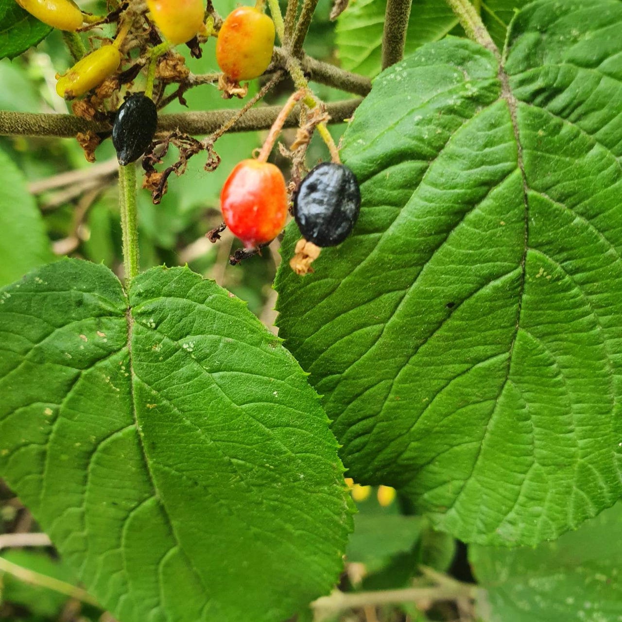 Bridget’s Substack