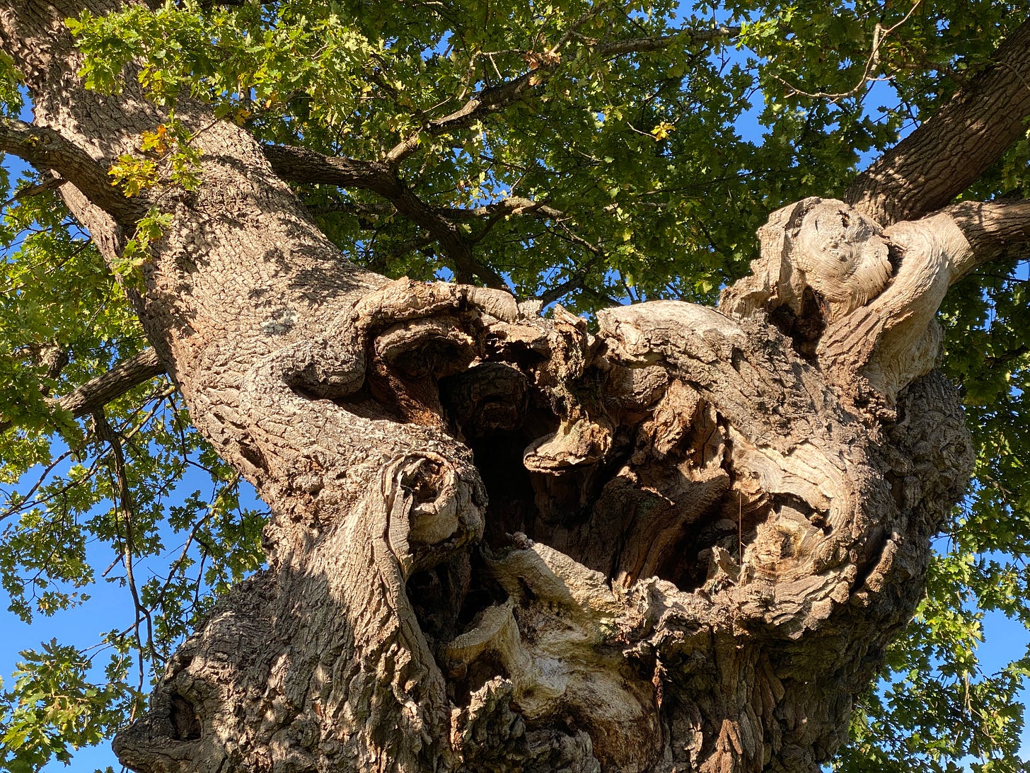 detail of hollow ancient oak tree