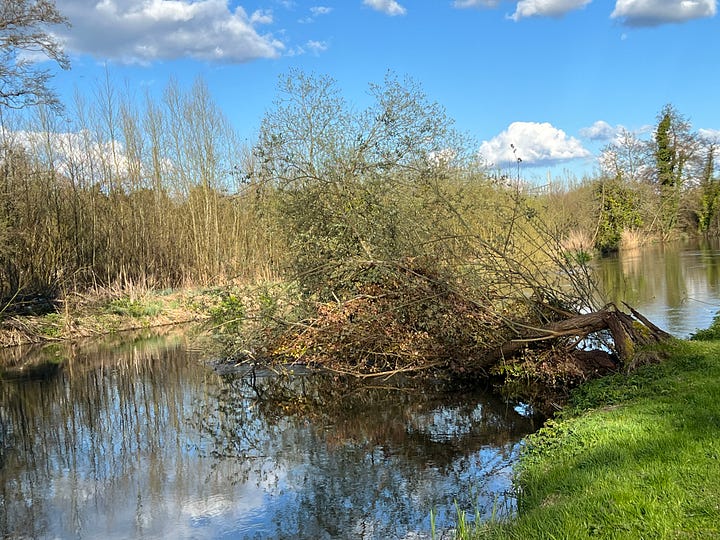 River and trees