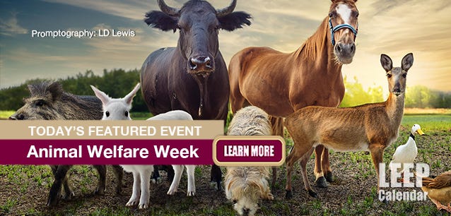 Image of different kinds of animals benefiting from protection during World Animal Week.