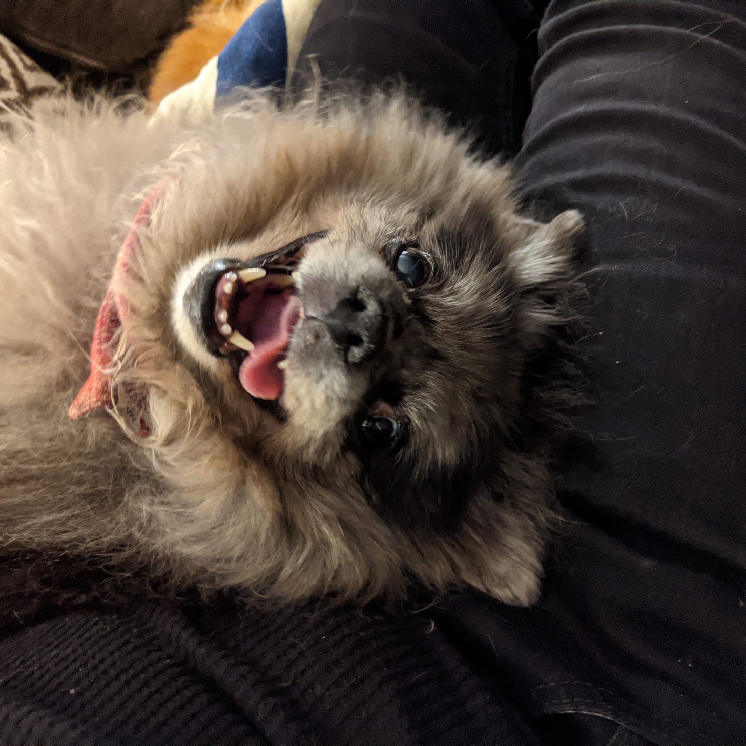 The cutest dog ever being a bit of a goob.