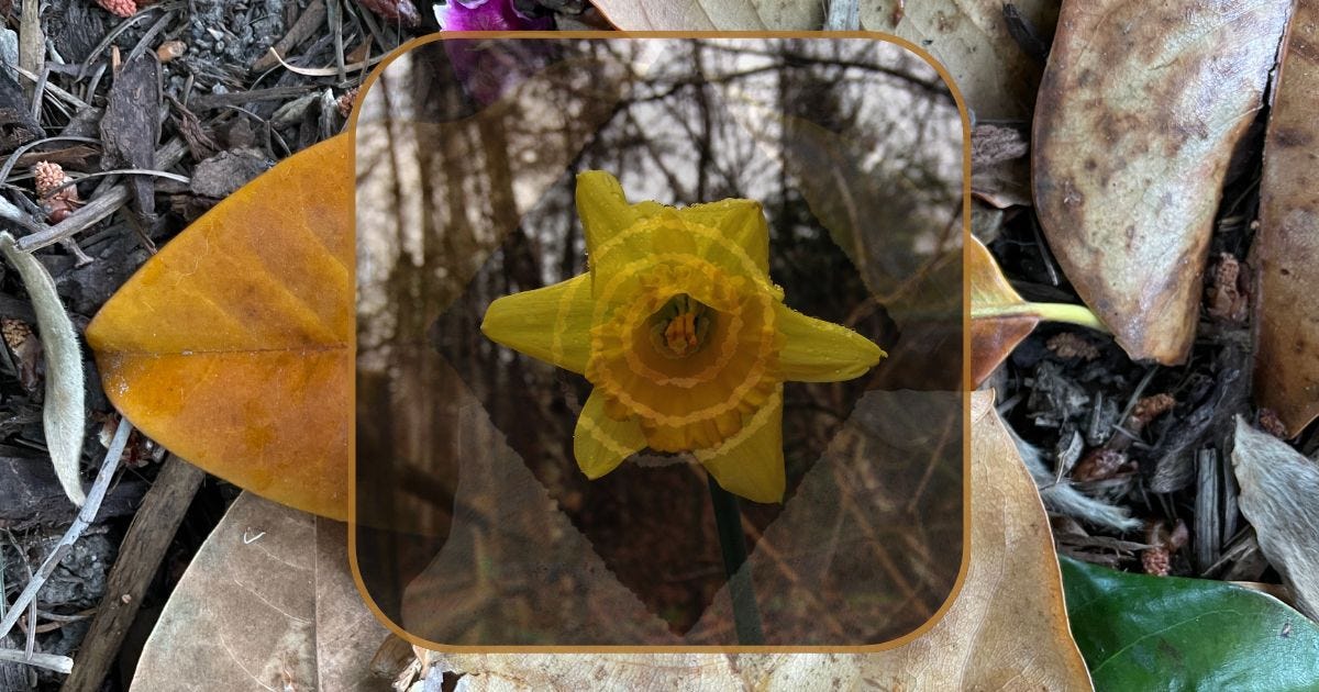 a photograph of a daffodil over a photograph of fallen leaves