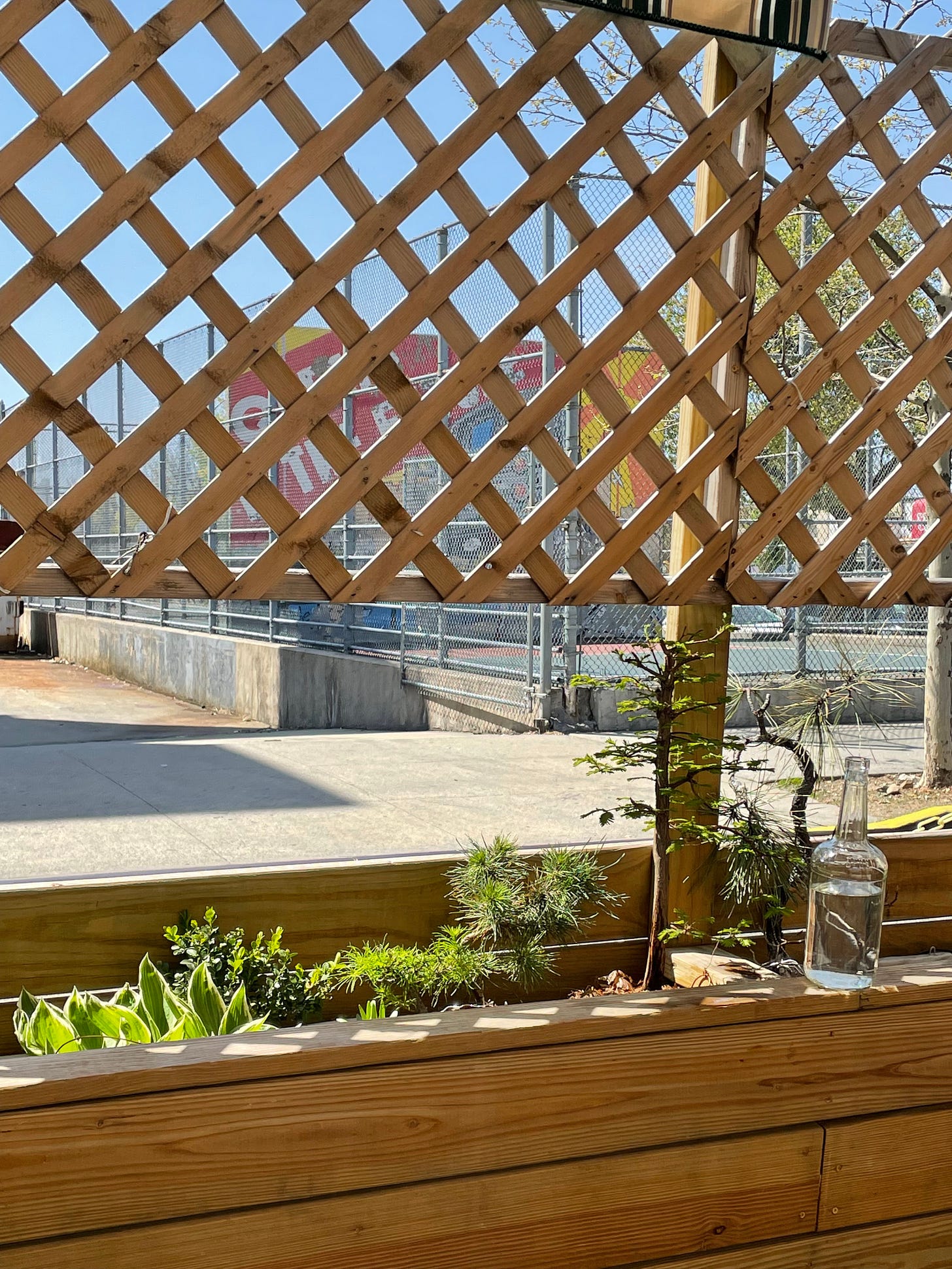 ID: Photo of my outdoor trees in their planter at a local restaurant, basking in the sun.