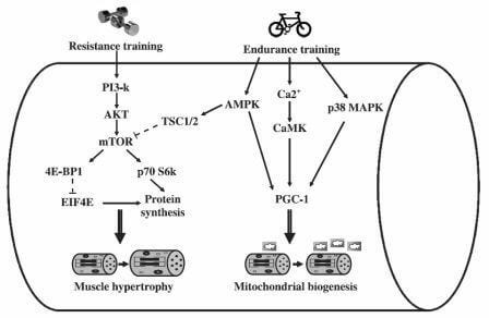 Concurrent Training for the Powerlifter, Part 2: Physiology & Application Concurrent Training for the Powerlifter, Part 2: Physiology & Application