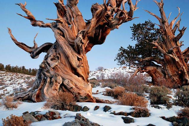 Tree of the Month- The Bristlecone Pine | Arborscapes ...