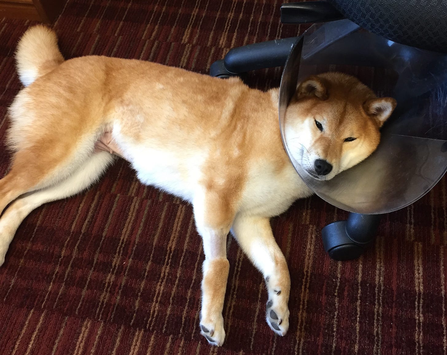 Dog in a cone of shame