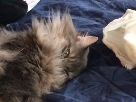 Kali_Ruff_3_Where_Cats_Like_Being_Pet Kali_Ruff_3_Where_Cats_Like_Being_Pet