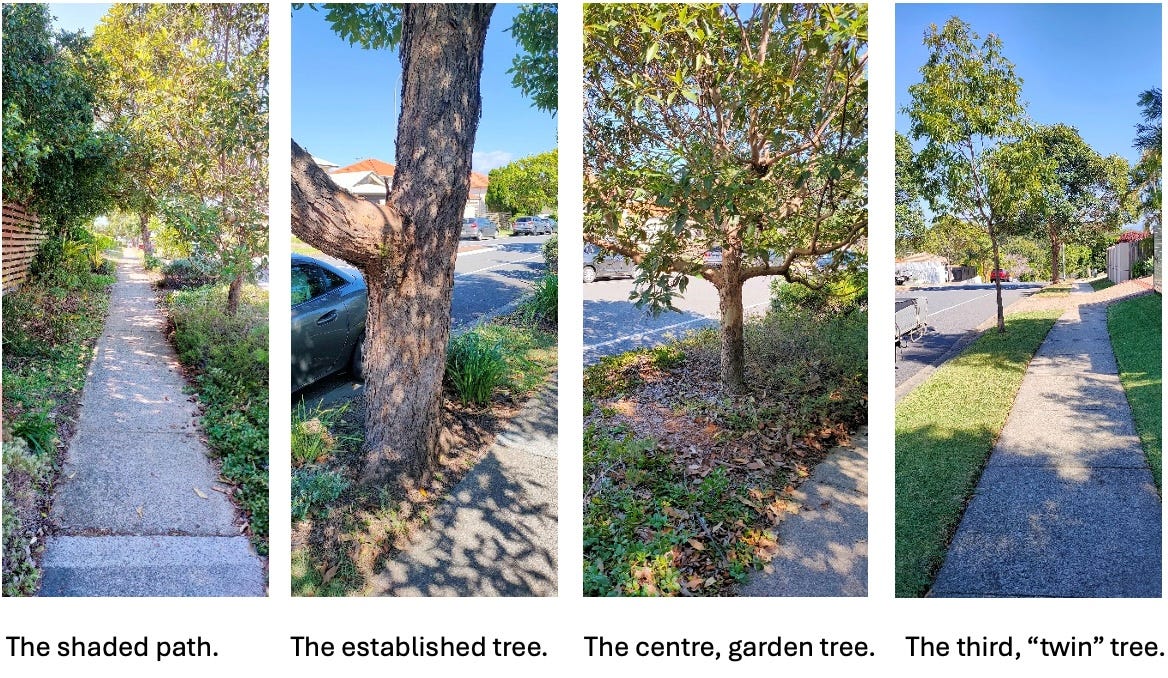 four photos showing the different trees