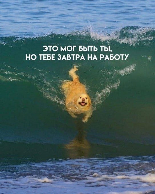 A Golden Retriever swimming in ocean waves, appearing happy with its mouth open. White text overlay reads "Это море быть ты, но это завтра на работу".